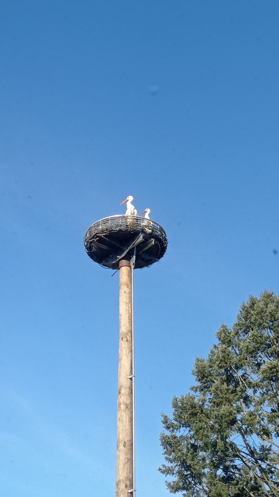 Zwei Störche auf ihrem Nest vor blauem Himmel