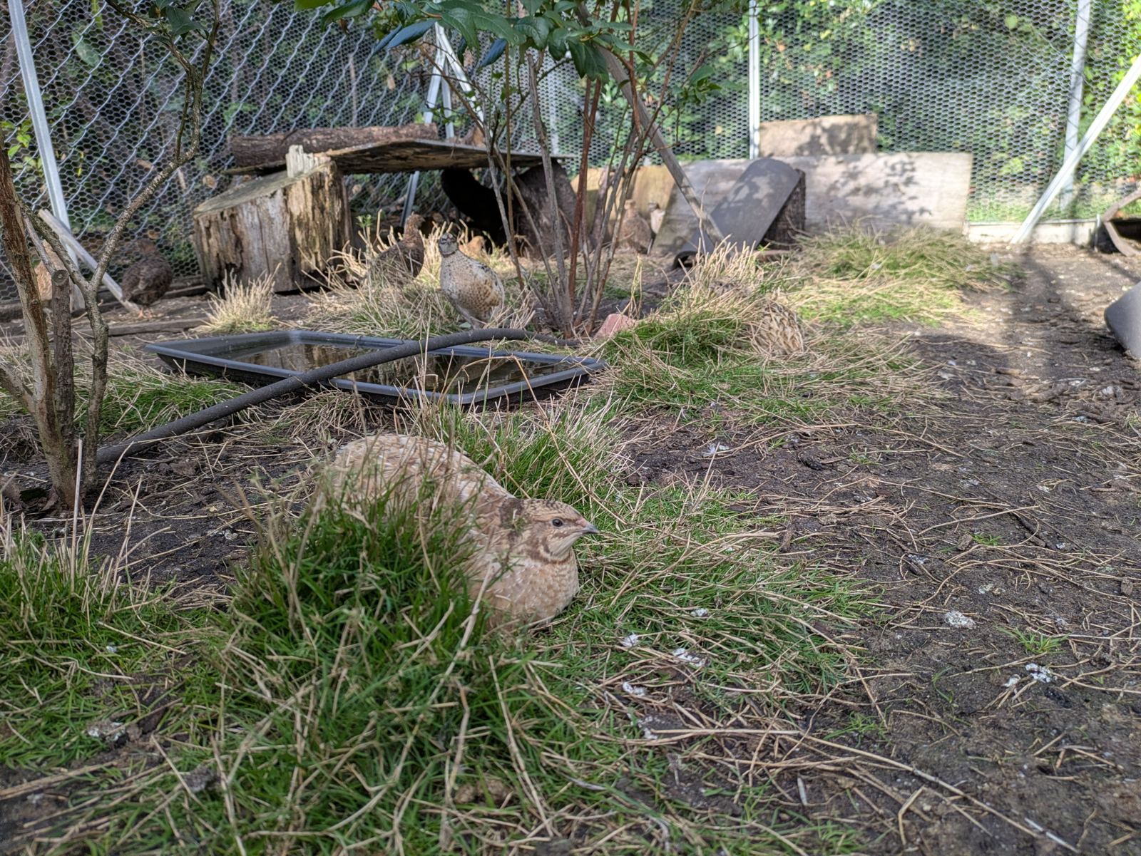 Wachtel im Gras aus der Nähe
